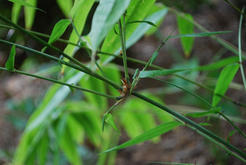 Ampelocalamus luodianense